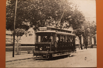 Owl Image